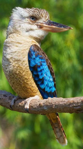 I-download ang Kookaburra Bird Sounds – Mga Ringtone na Libre - Screenshot 1