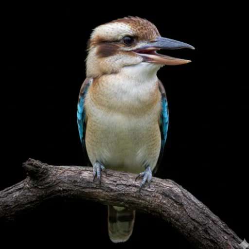 I-download ang Kookaburra Bird Sounds – Mga Ringtone na Libre